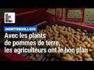 Montreuillois : avec les plants de pommes de terre, les agriculteurs ont le bon plan