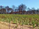 Deux mois après l'incendie de Castelnau-de-Guers, les vendanges ont commencé dans le secteur
