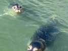 Le centre de sins de la faune sauvage de la LPA de Calais accueille dix veaux marins