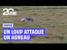 Savoie : Un loup attaque un agneau devant des randonneurs