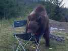 Insolite : En camping en Roumanie, une Tarnaise se retrouve face à un ours