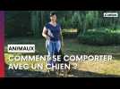 Comment se comporter avec un chien qu'on ne connaît pas ?