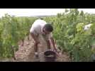 VENDANGES / C'est parti pour plusieurs semaines de récolte du raisin