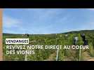 En immersion dans les vendanges en Champagne