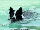 Insolite : à Villeneuve-lès-Béziers, un centre aquatique pour chiens