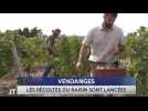 Le Journal - 27/08/2025 - VENDANGES / C'est parti pour plusieurs semaines de récolte du raisin