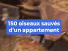 147 volatiles saisis dans deux appartements à Nice