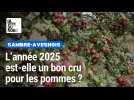 L'année 2025 est-elle un bon cru pour les pommes ?