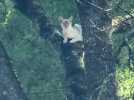 Un chat coincé dans un arbre à Strasbourg