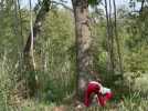 Dans le domaine de Bellenville de Beuvry, Eden 62 va abattre une cinquantaine de peupliers pour restaurer l'habitat naturel du Phragmite aquatique.