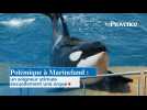 Polémique à Marineland : un soigneur stimule sexuellement une orque