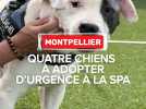 SPA : quatre chiens à adopter d'urgence à Montpellier
