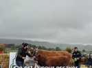 Agriculture - Pourquoi la salers plaît-elle autant ? Des réponses au 48e concours du Puy-de-Dôme dédié à cette race