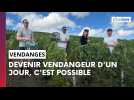 Devenir vendangeur d'un jour, c'est possible près de Reims