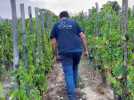 Le goût intact des vendanges manuelles en famille et entre amis