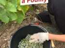 Viticulture - Dans les vignes de Pouilly-sur-Loire, les vendanges à l'épreuve du climat