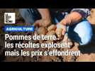 Pommes de terre : Quand les récoltes explosent les prix s'effondrent