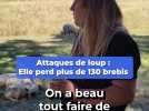 Elle perd plus de 130 brebis suite à des attaques de loups