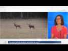 Comment et où assister au brâme du cerf ?