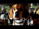 Comme chiens et chats