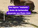 Des lapins 