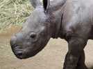 VIDÉO. Un bébé rhinocéros d'environ 40 kg vient de naître dans ce zoo : découvrez ses premiers pas