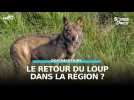 Loup, où es-tu ?