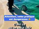 « Ils mettent en danger la vie des animaux et leur propre vie » : Quand des jeunes entrent dans le parc Marineland pour