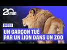 Brésil : un jeune homme pénètre dans l'enclos d'une lionne et se fait tuer