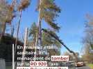 Travaux - À Brive, un chantier spectaculaire pour abattre des arbres malades en bordure de la RD 920 vers Noailles