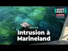 Des personnes s'introduisent illégalement à Marineland pour faire des selfies