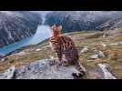 Nelson, le chat aventurier qui pose au milieu des montagnes pour la SPA de Haguenau