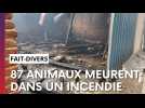 Dans l'Aisne, 87 bêtes mortellement asphyxiée dans un incendie