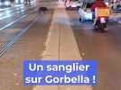 Un sanglier filmé en train de traverser un célèbre boulevard de Nice ...