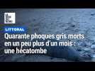 Quarante phoques gris morts sur le littoral : épidémie ou victimes de chalutiers industriels ?
