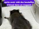 Un raton laveur s'endort ivre après avoir vidé des bouteilles d'alcool dans un magasin