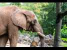 Mort «soudaine» de Niko, l'éléphant d'Afrique du zoo d'Amnéville