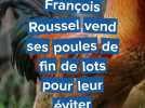 Des poules à 3 ¬ : le bon plan d'un éleveur du pays de Caux pour éviter l'abattage systématique