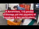 VIDEO. À Avranches, 115 poules d'élevage ont été sauvées par Poule pour Tous