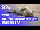 Quand un bébé phoque perdu s'invite dans un bar en Nouvelle-Zélande