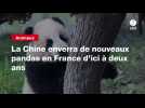 VIDEO. La Chine enverra de nouveaux pandas en France d'ici à deux ans