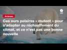 VIDEO. Ces ours polaires « mutent » pour s'adapter au réchauffement du climat, et ce n'est pas une bonne nouvelle