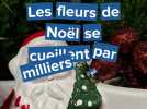 Les fleurs de Noël se cueillent par milliers au MIN de Rouen.