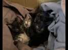 Pris au piège par le feu, quatre chatons sauvés par un voisin