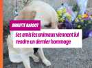 Mort de BB : ses amis les animaux viennent lui rendre un dernier hommage