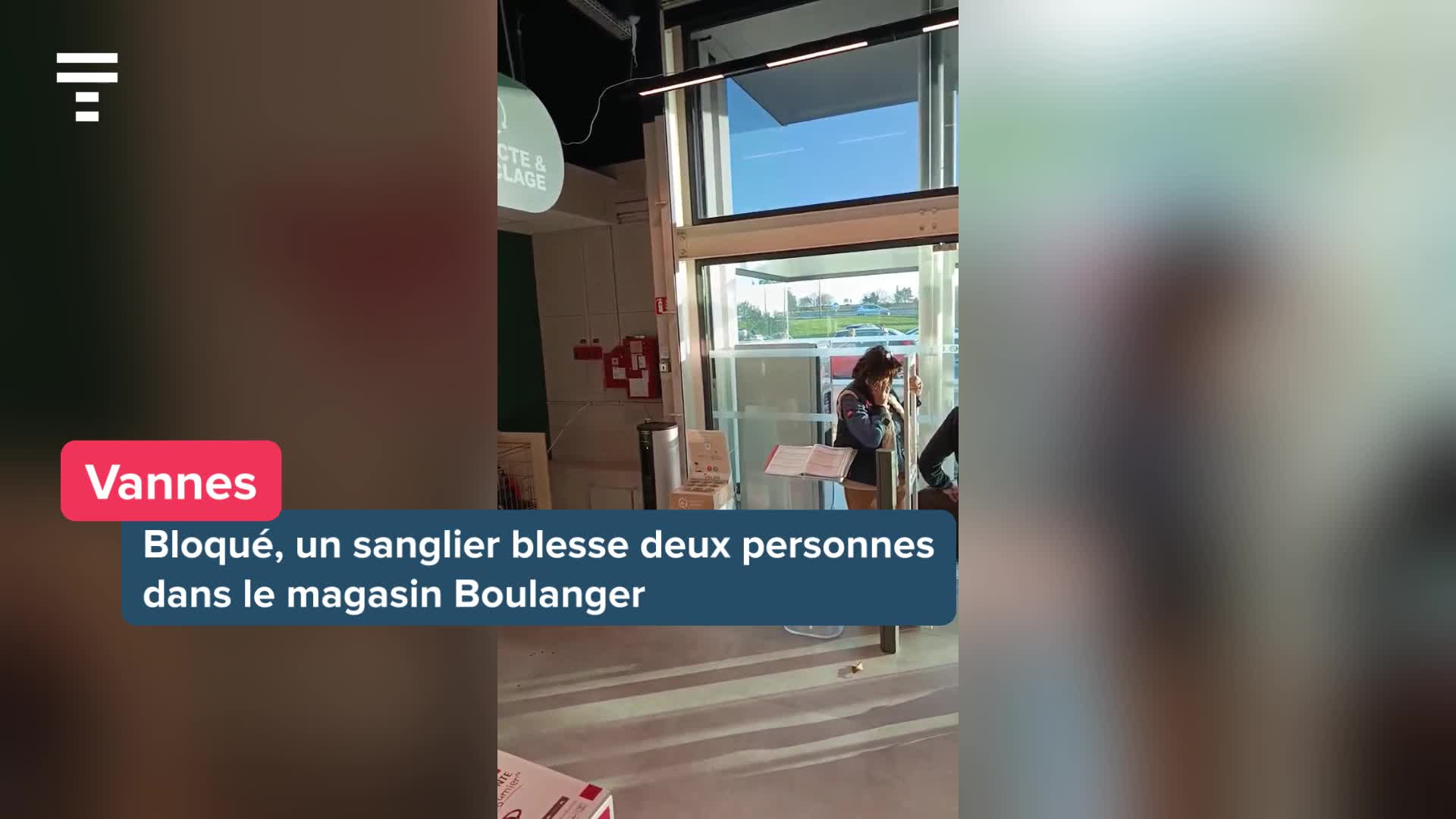 Un sanglier crée la zizanie en pénétrant dans le magasin Boulanger de Vannes [Vidéo]