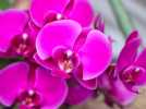 Si quand une orchidée passe le seuil de votre maison, elle signe son arrêt de mort, cette vidéo est pour vous !