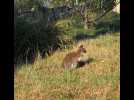 VIDÉO. Le wallaby en divagation dans le Morbihan a été récupéré par ses propriétaires