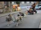 VIDEO. Les chiens de traîneau font un carton dans les rues de Fougères