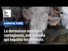 La dermatose nodulaire contagieuse, cette maladie qui inquiète les agriculteurs